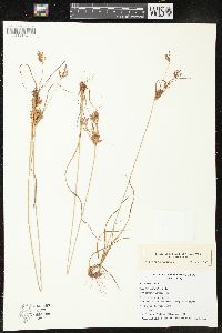 Cyperus houghtonii image