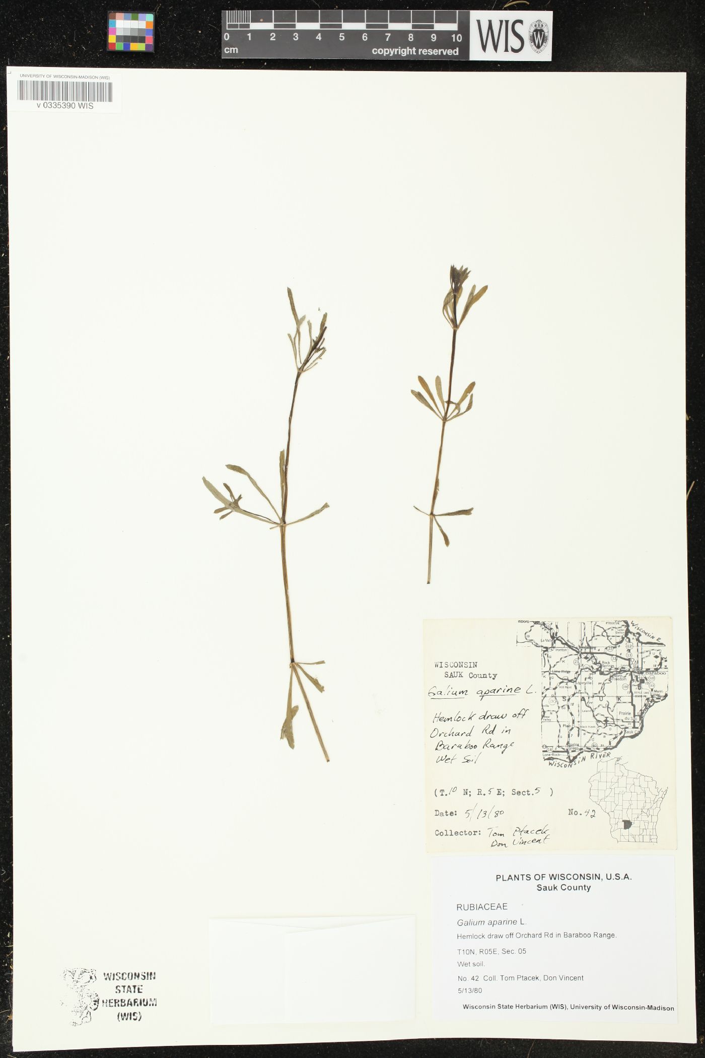 Galium aparine image