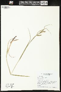 Carex davisii image