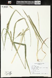 Carex scabrata image