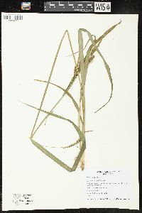 Carex scabrata image