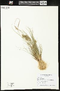 Carex viridula image