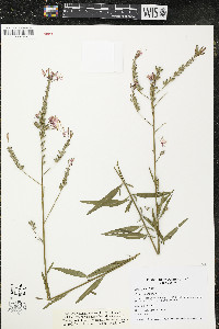 Oenothera filiformis image