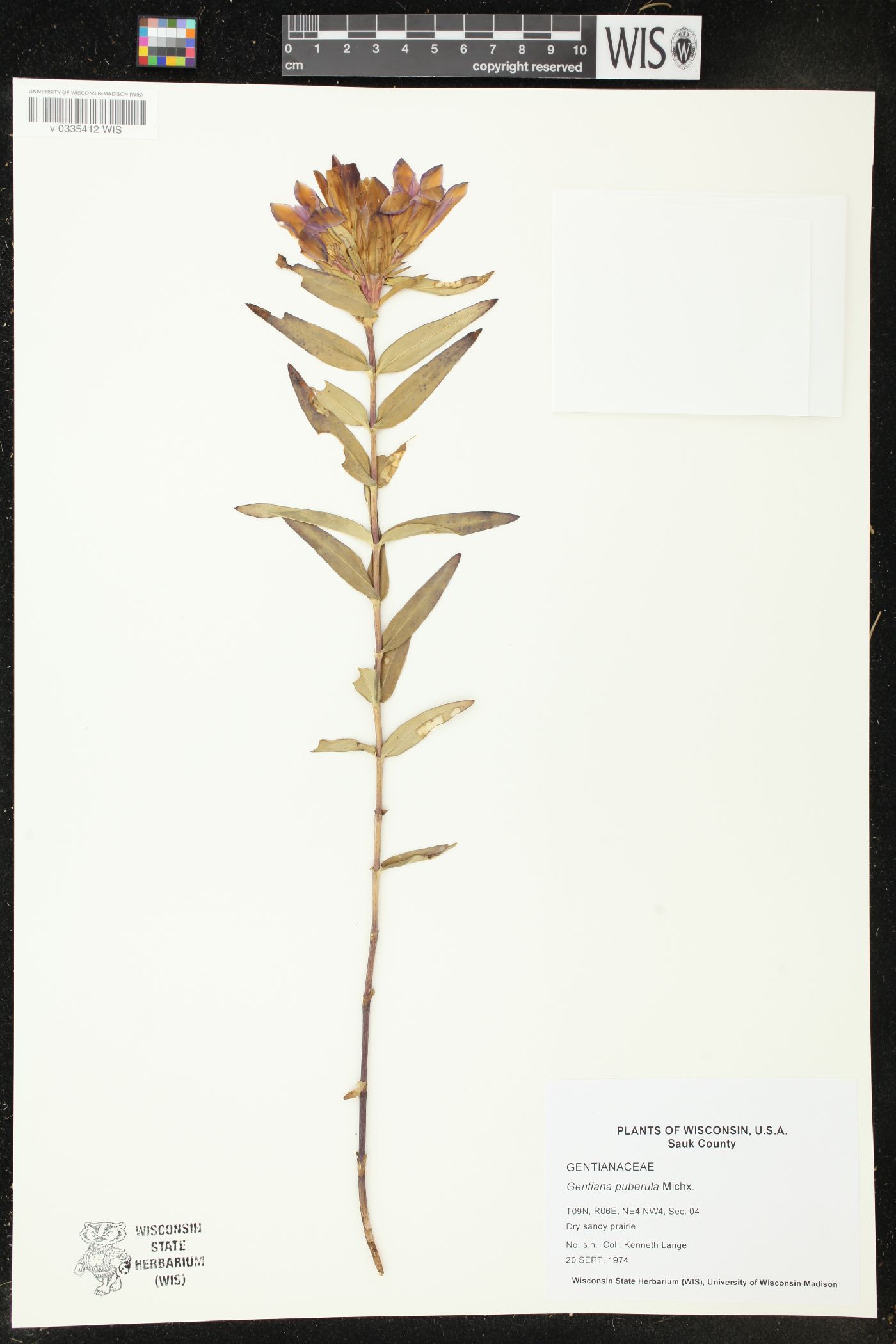 Gentiana puberulenta image