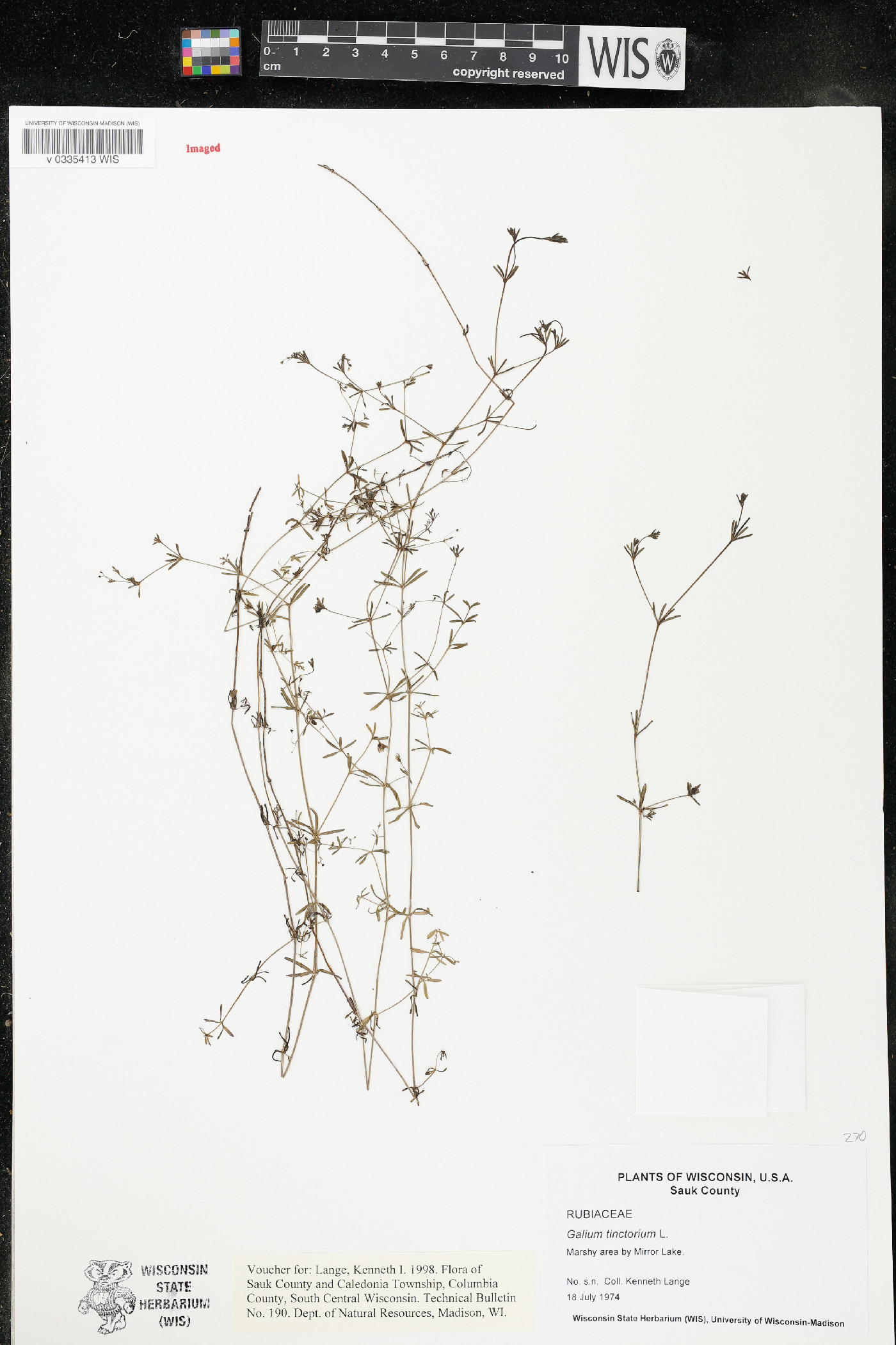 Galium tinctorium image