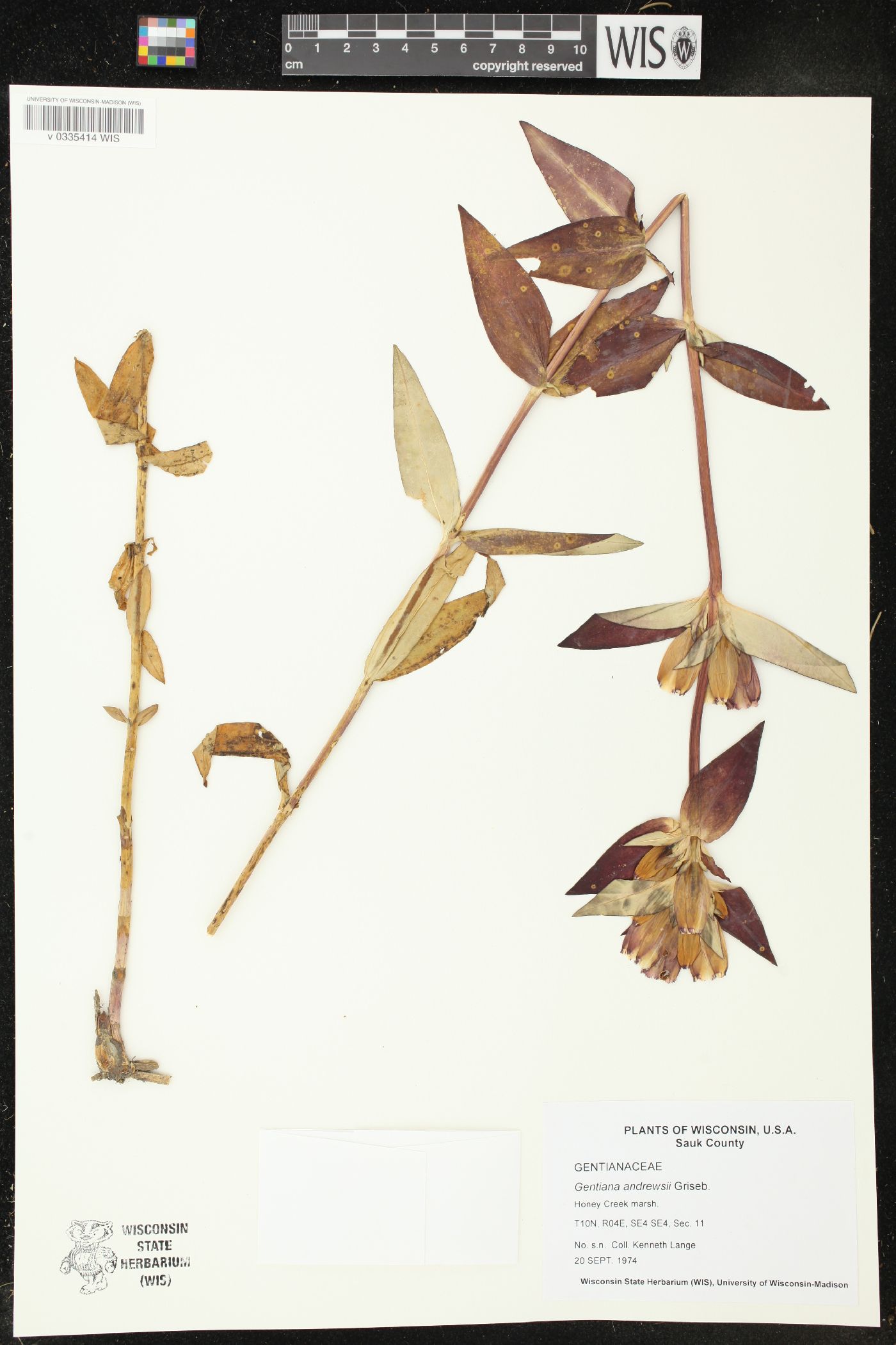 Gentiana andrewsii image