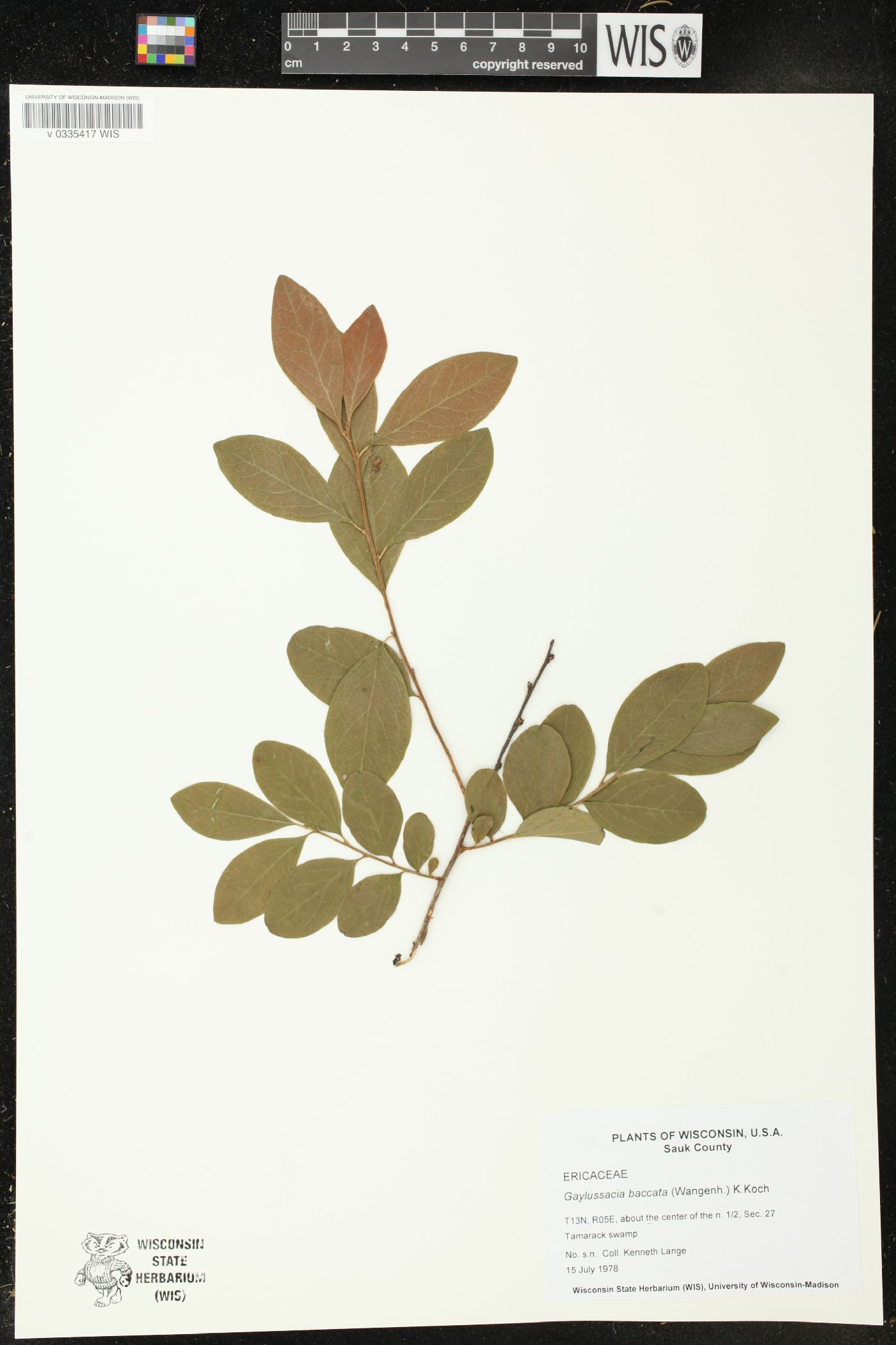 Gaylussacia baccata image