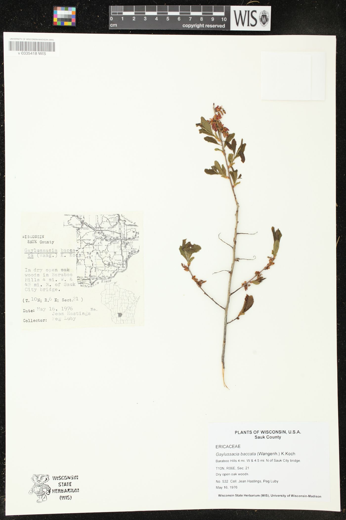 Gaylussacia baccata image