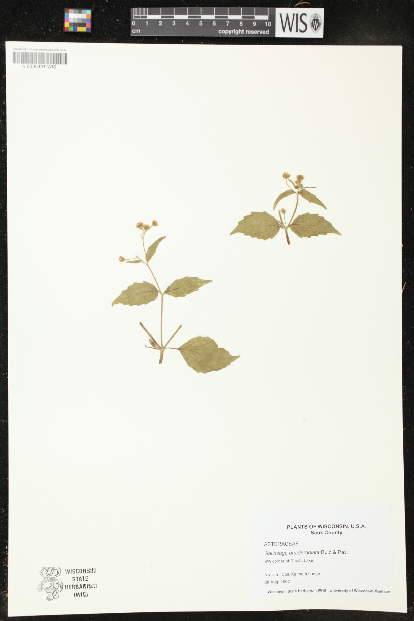Galinsoga quadriradiata image