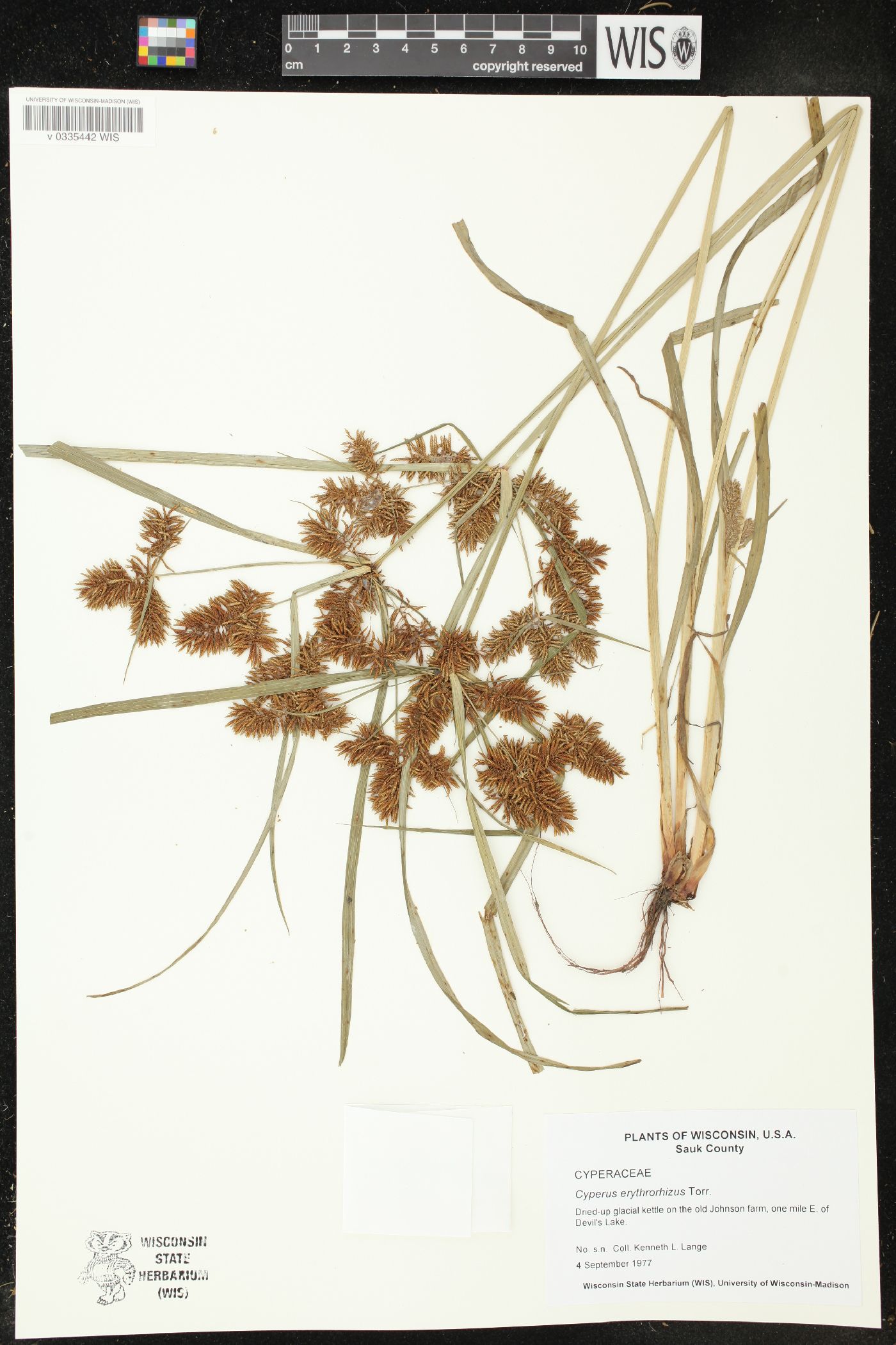 Cyperus erythrorhizos image