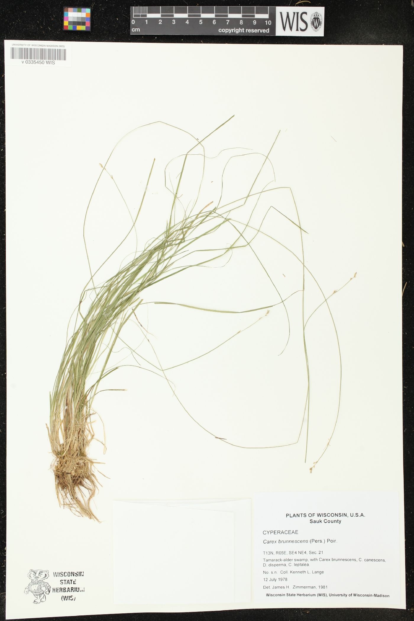 Carex brunnescens image