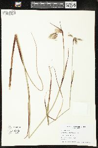 Eriophorum angustifolium image