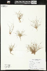 Cyperus subsquarrosus image