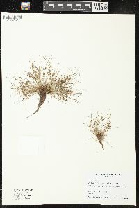 Cyperus subsquarrosus image