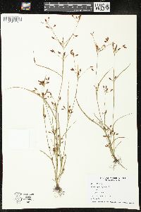 Psilocarya scirpoides image