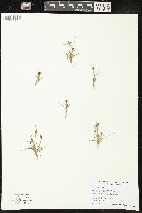 Psilocarya nitens image