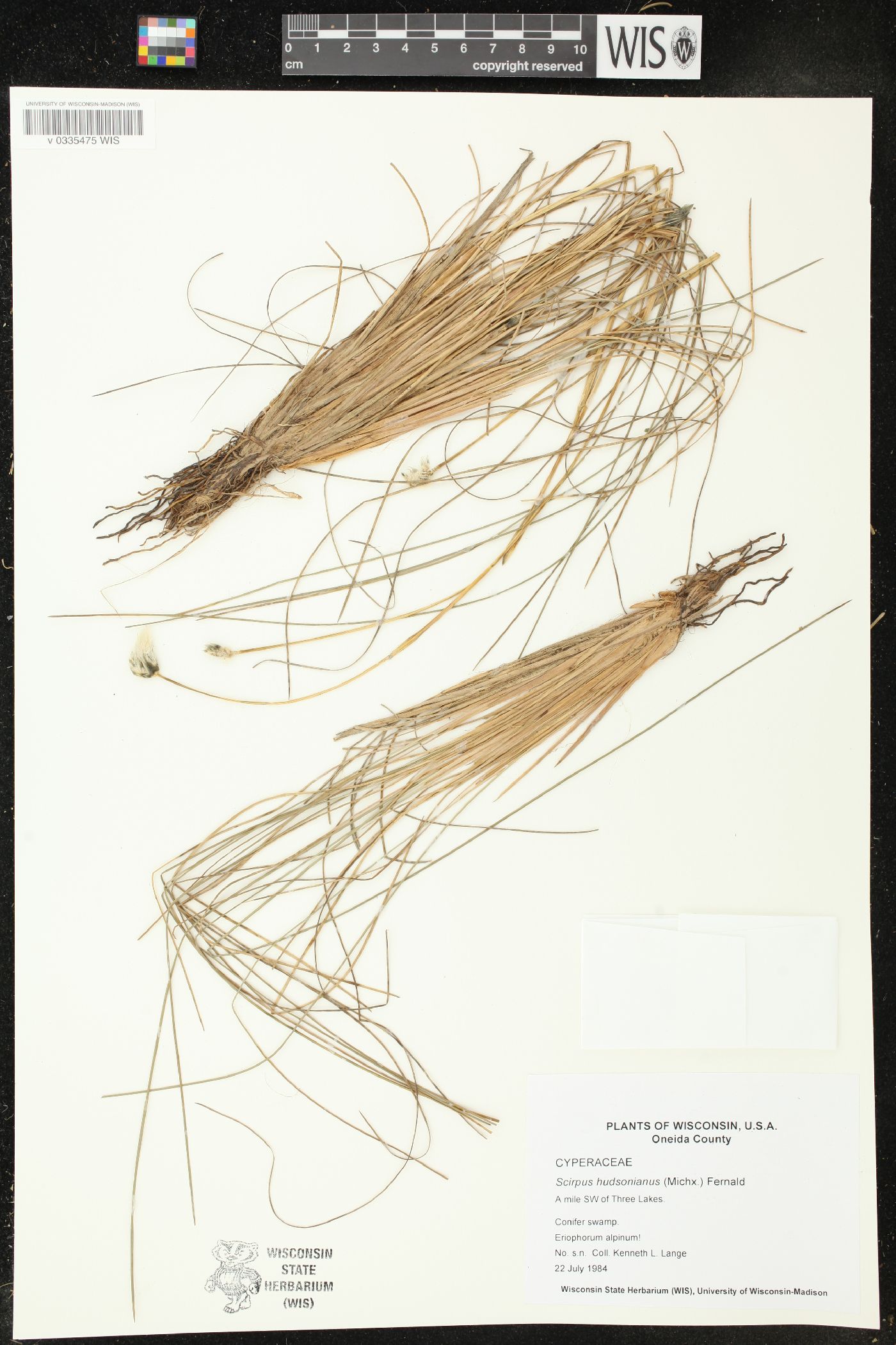 Trichophorum alpinum image
