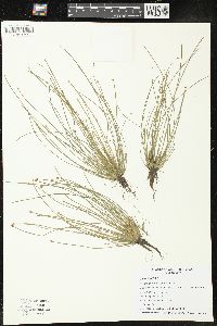 Eleocharis engelmannii image