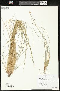 Eleocharis engelmannii image