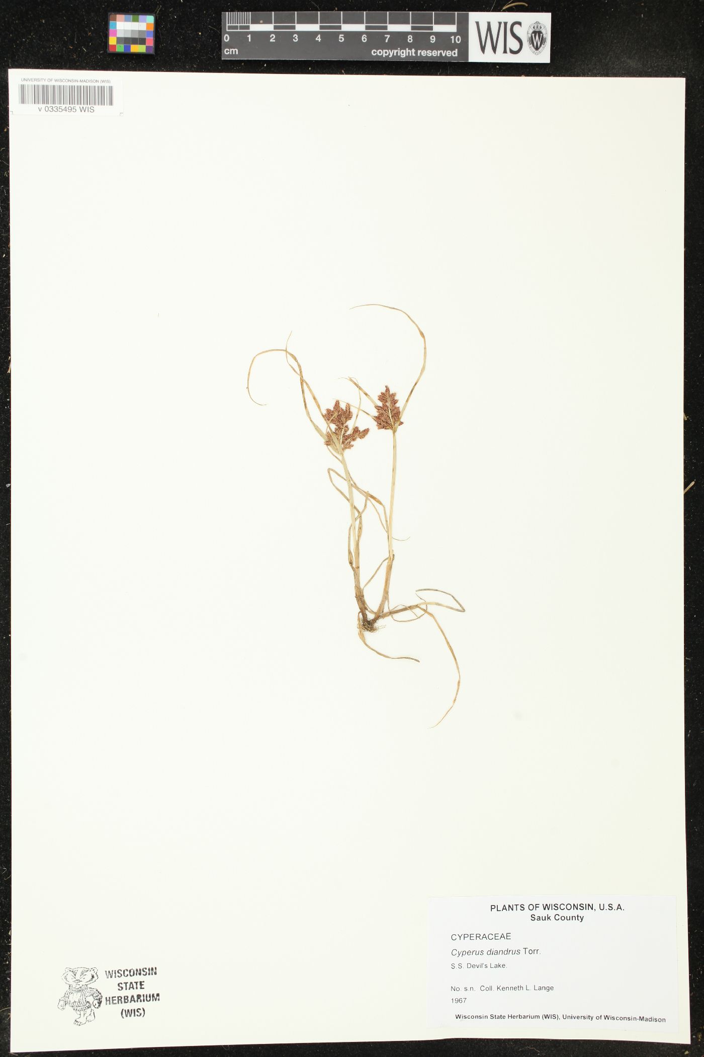Cyperus diandrus image