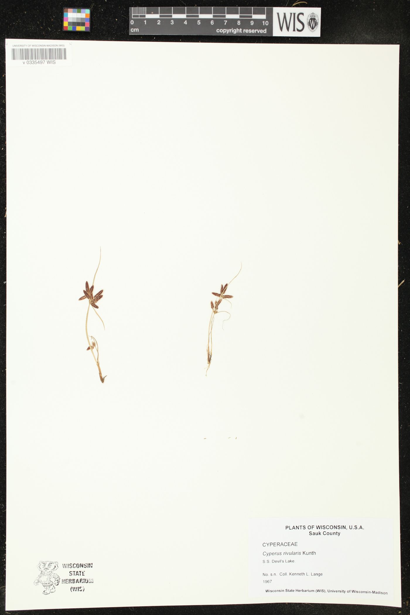 Cyperus bipartitus image