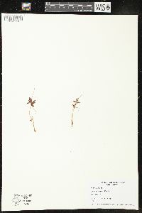 Cyperus bipartitus image