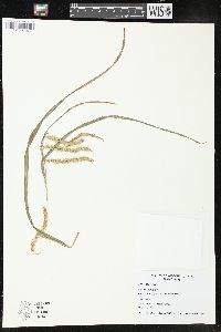 Cyperus squarrosus image