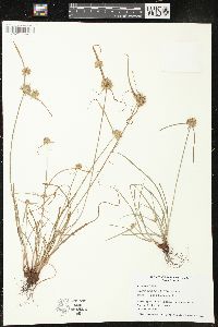 Cyperus lupulinus image