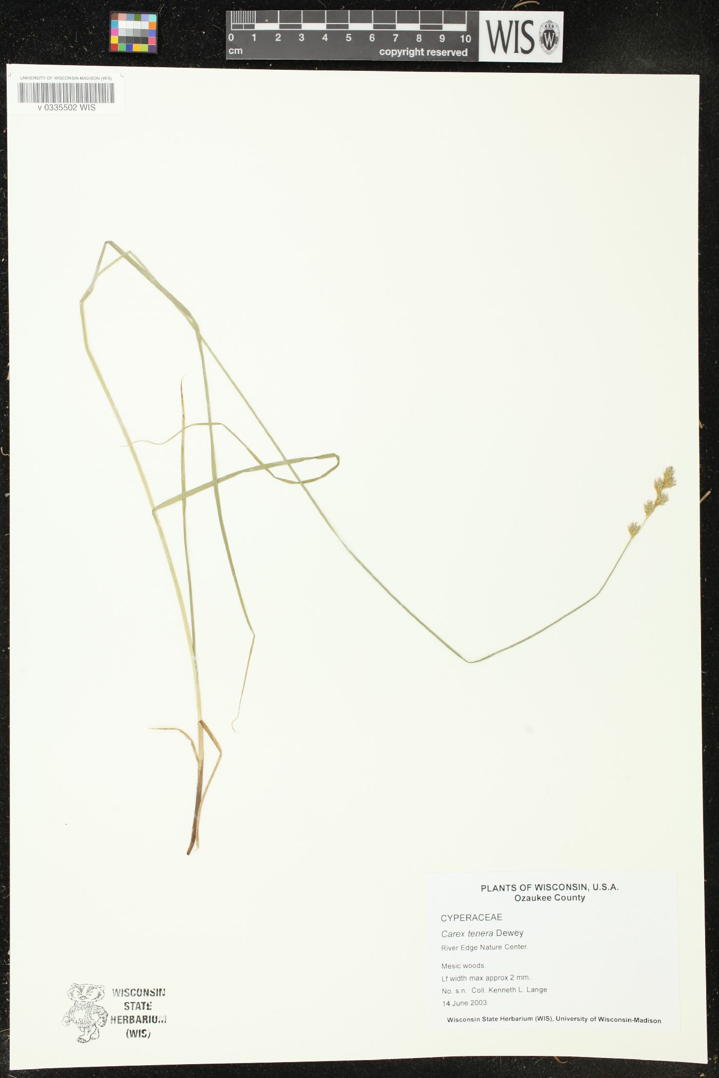 Carex tenera image