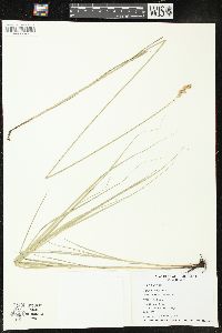 Carex projecta image