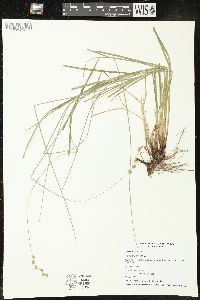 Carex tenera image