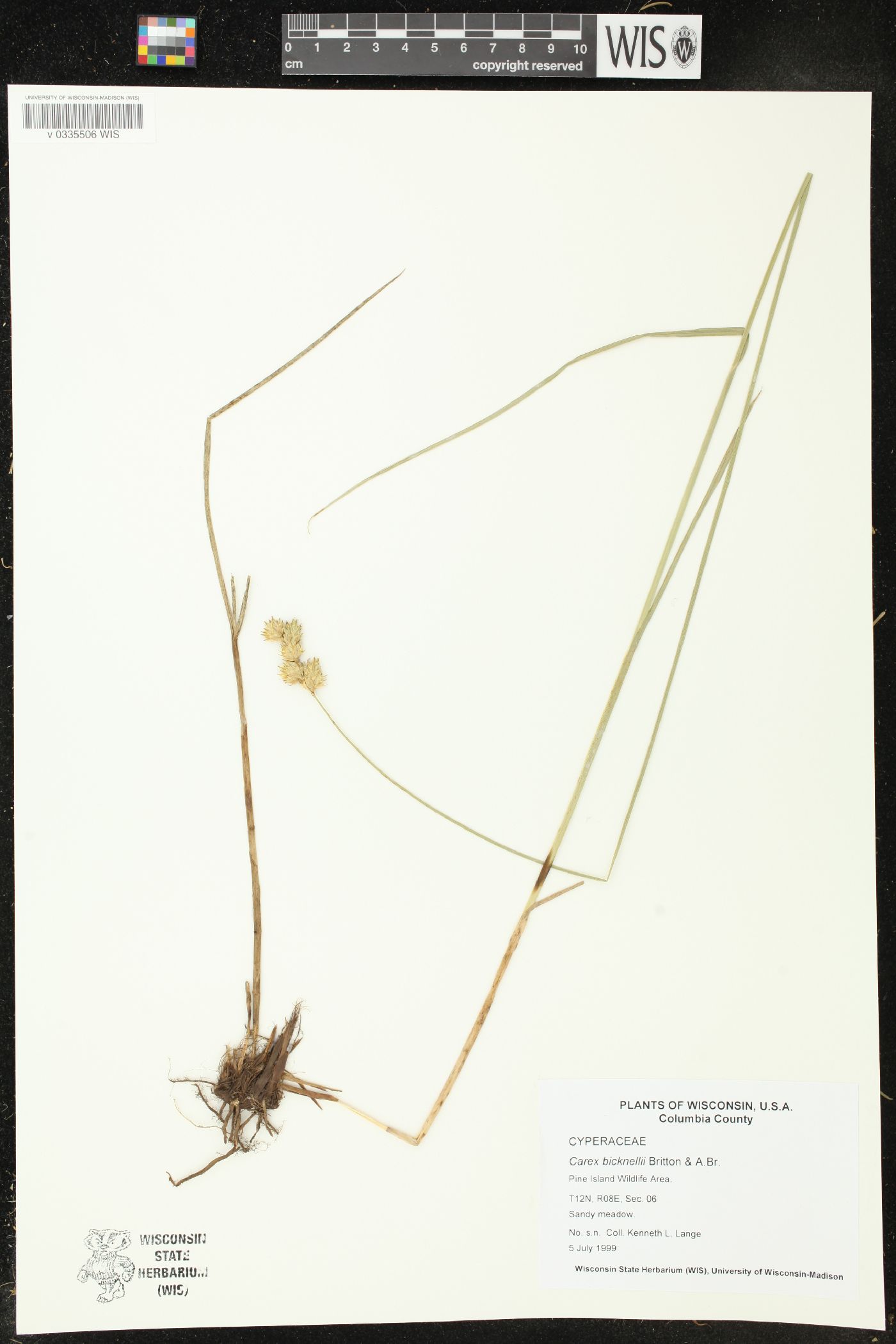 Carex bicknellii image