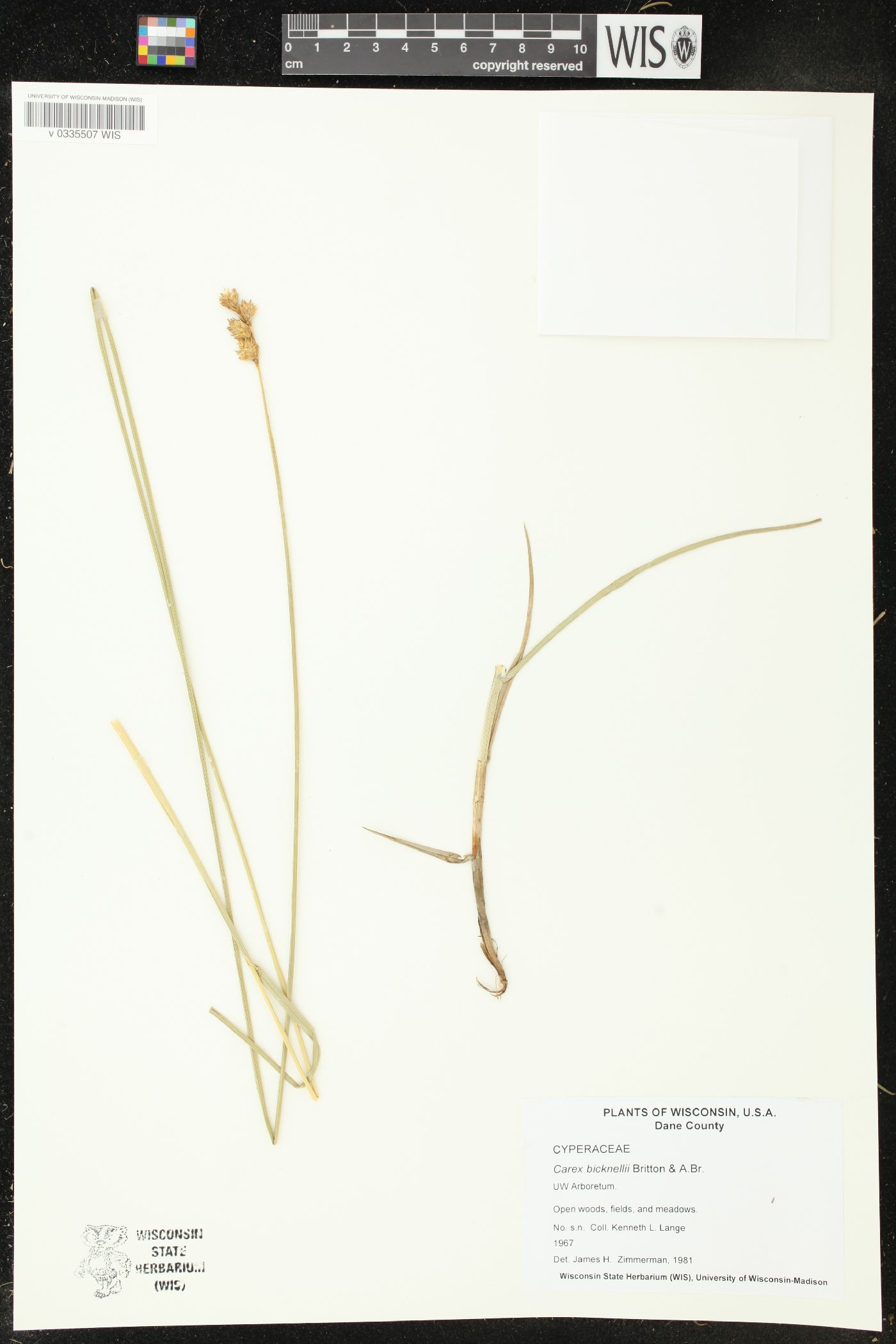 Carex bicknellii image