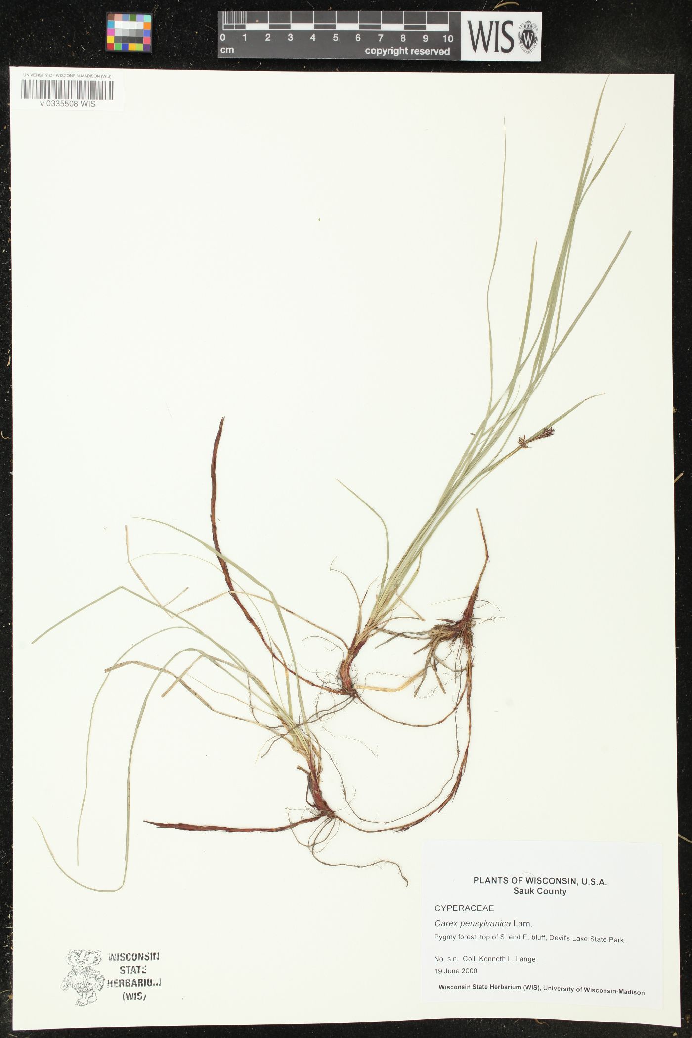 Carex pensylvanica image
