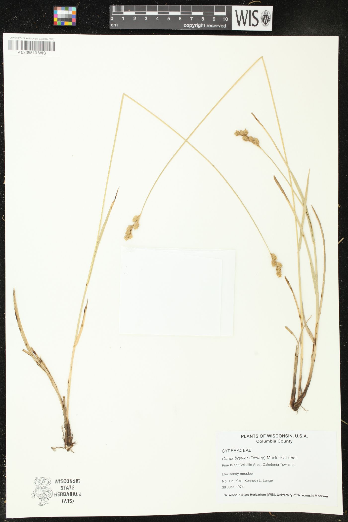 Carex brevior image
