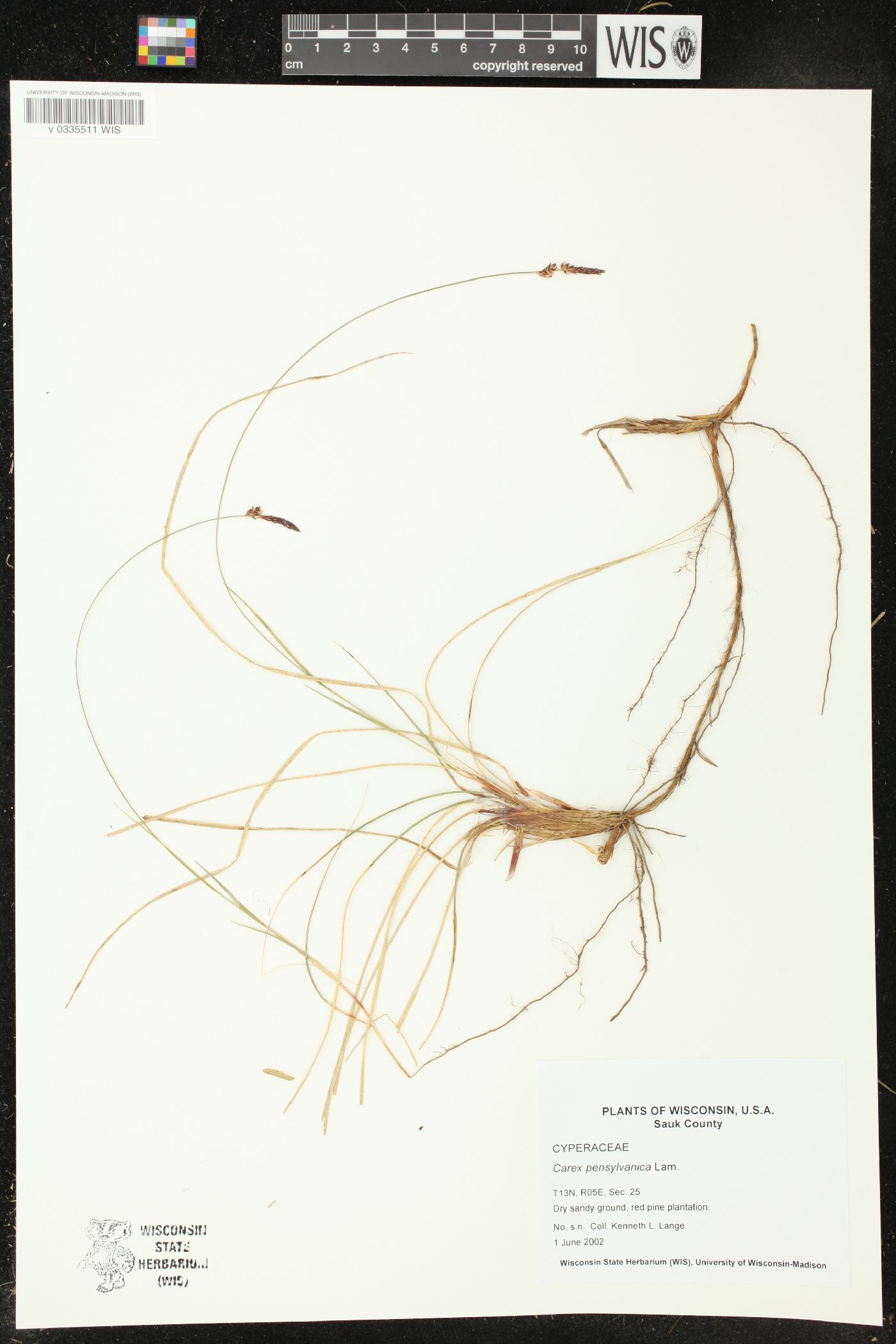 Carex pensylvanica image