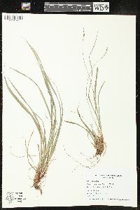 Carex pedunculata image