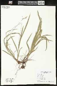 Carex hirtifolia image