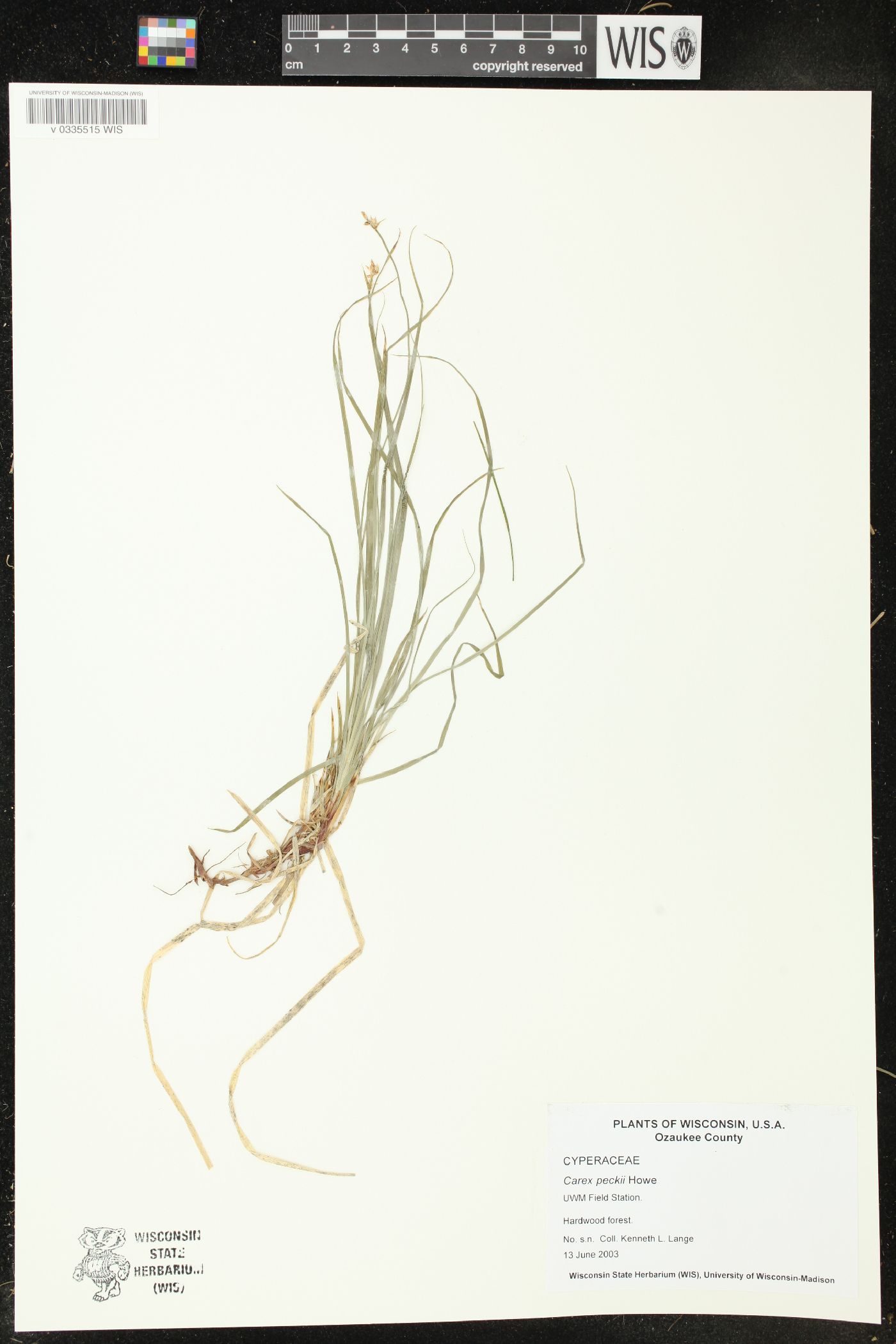 Carex peckii image