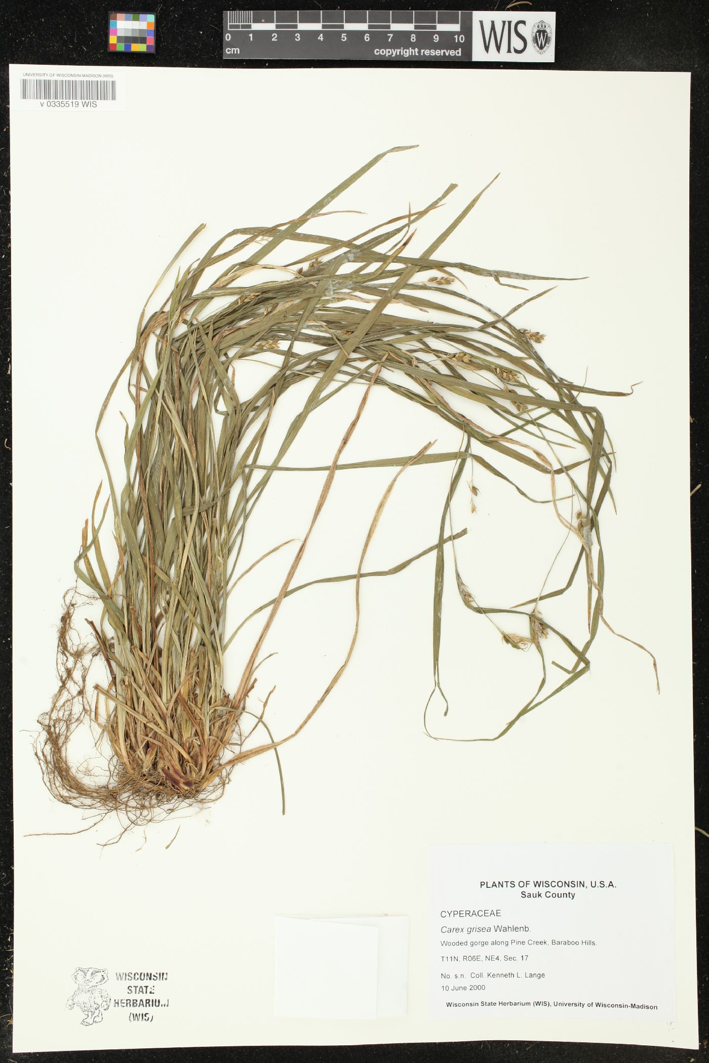 Carex grisea image
