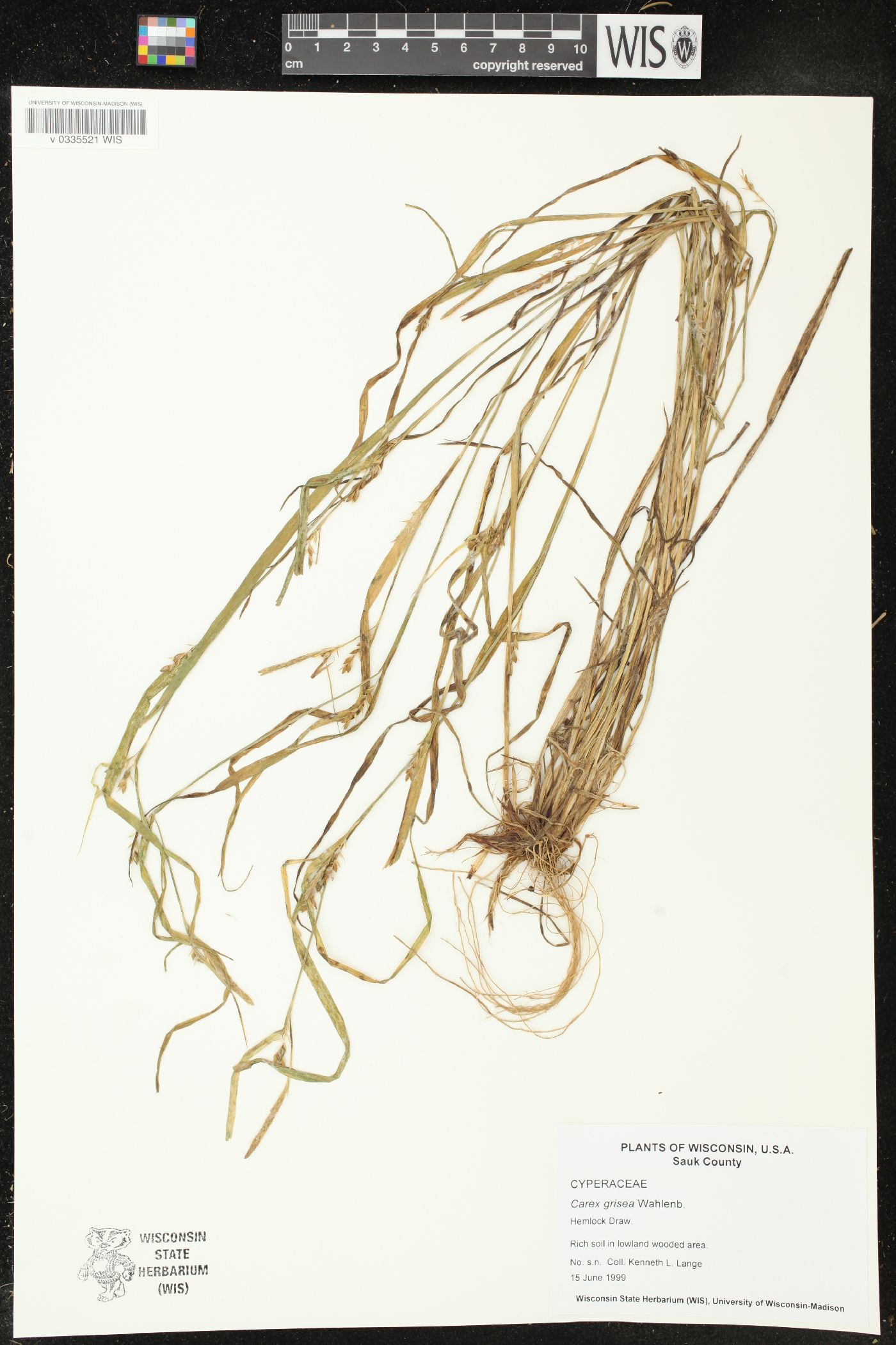 Carex grisea image