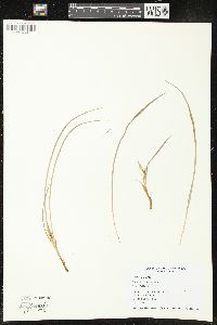 Carex jamesii image