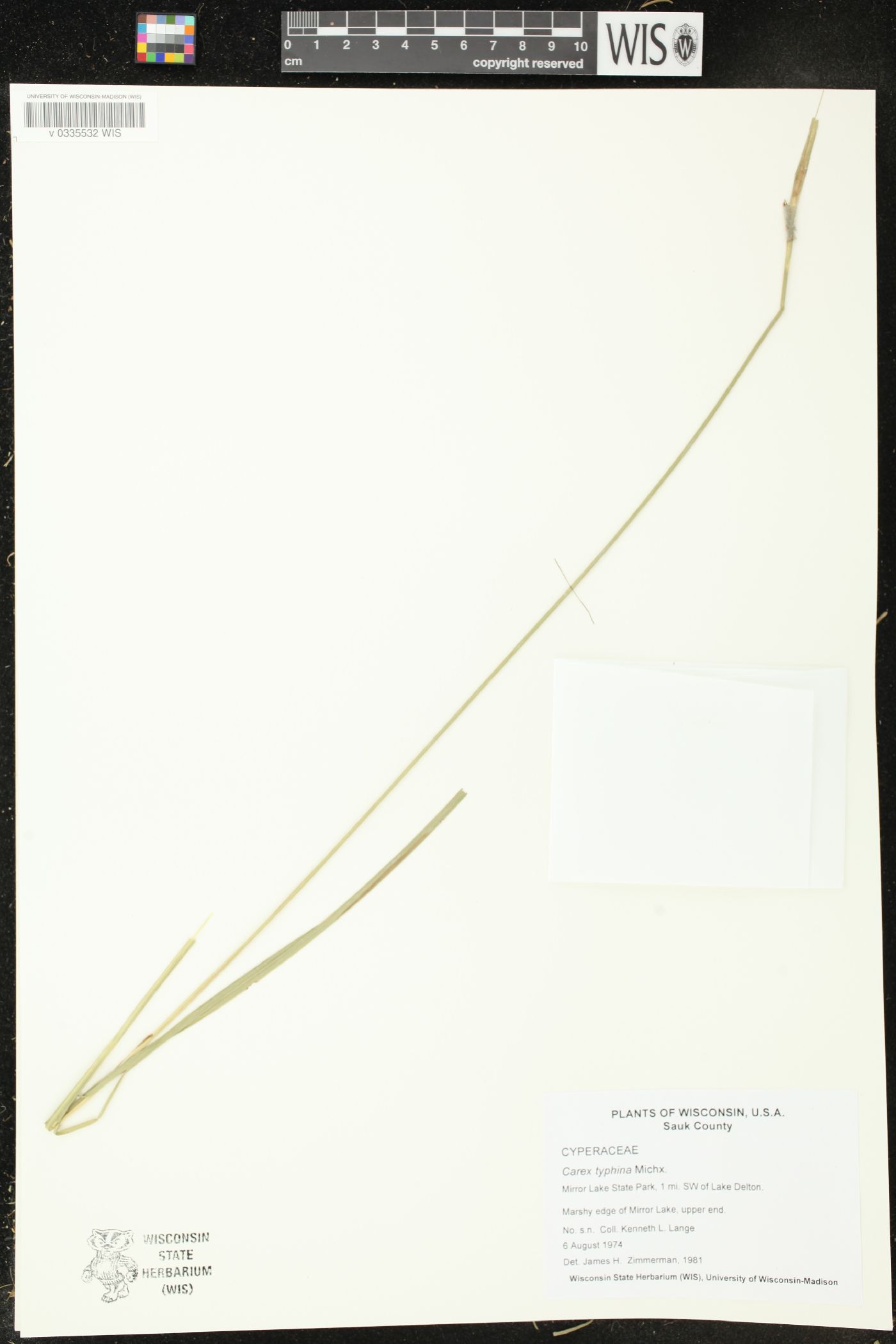Carex typhina image