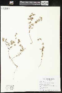 Hypericum boreale image