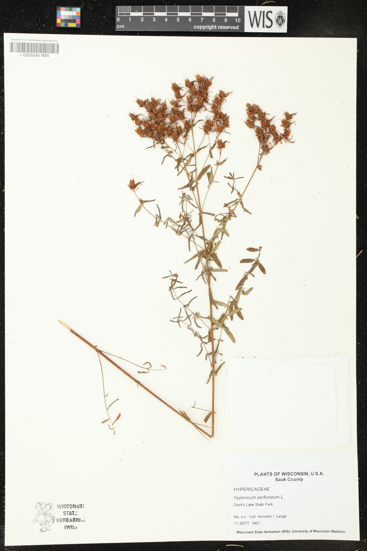 Hypericum perforatum image