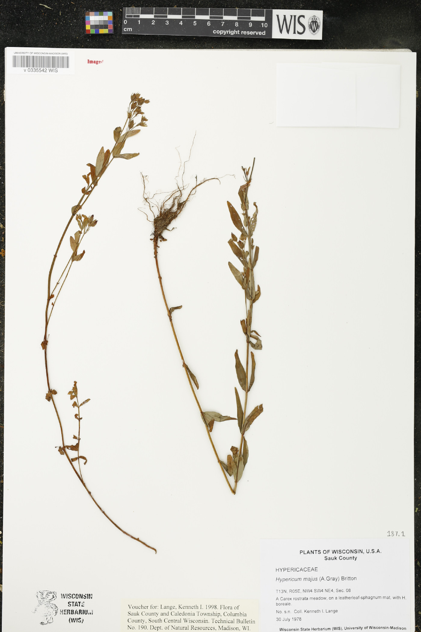 Hypericum majus image