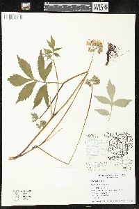 Hydrophyllum virginianum image