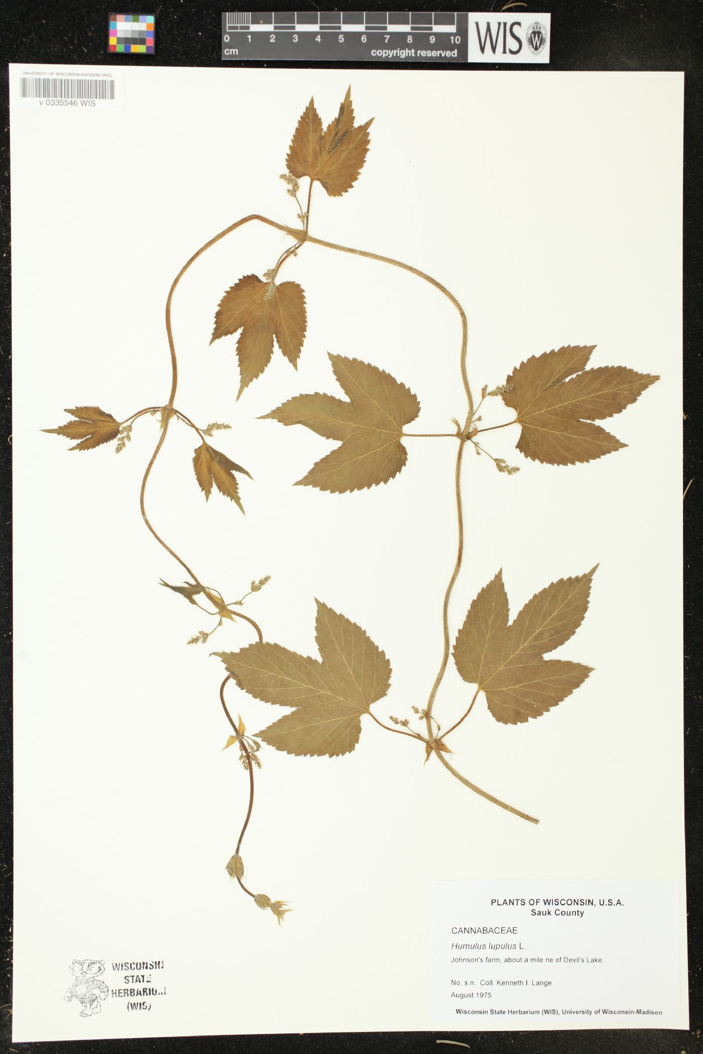 Humulus lupulus image
