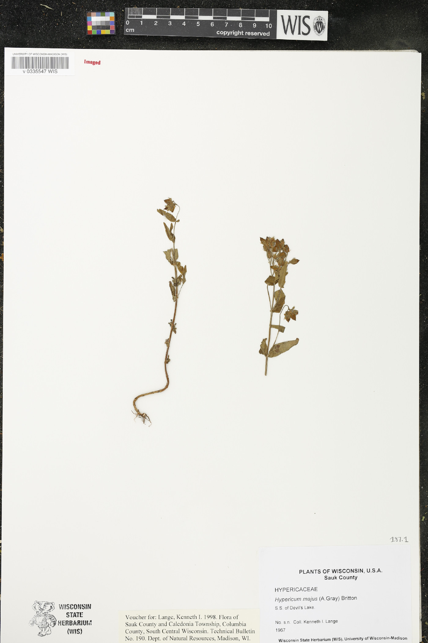 Hypericum majus image