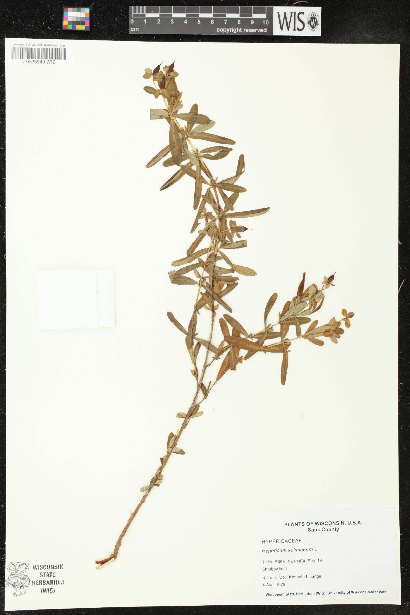 Hypericum kalmianum image